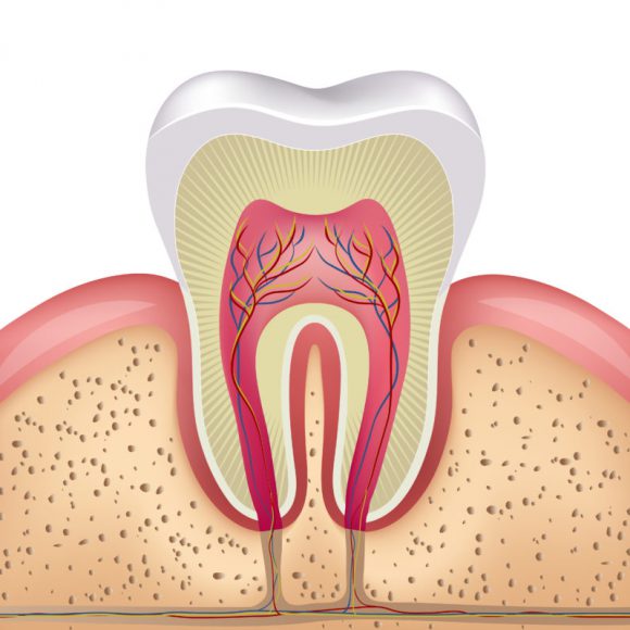 Endodonzia